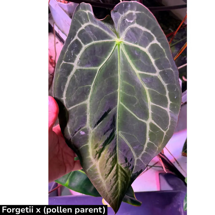 10 Anthurium Forgetii hybrid Seeds