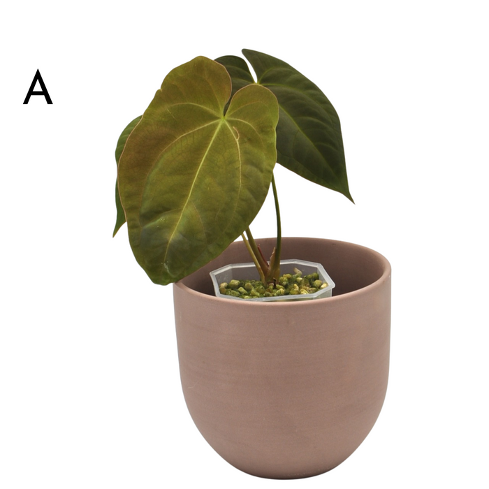 Anthurium Hoffmannii x