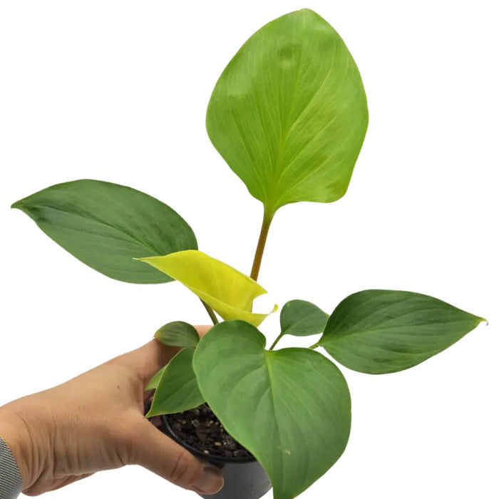 Homalomena occulta 'Lemon Lime'