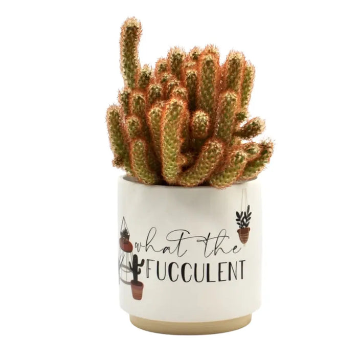 Fucculent Ceramic Planter
