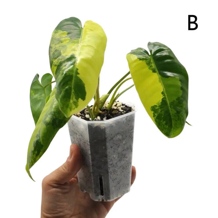 Variegated Philodendron Burle Marx