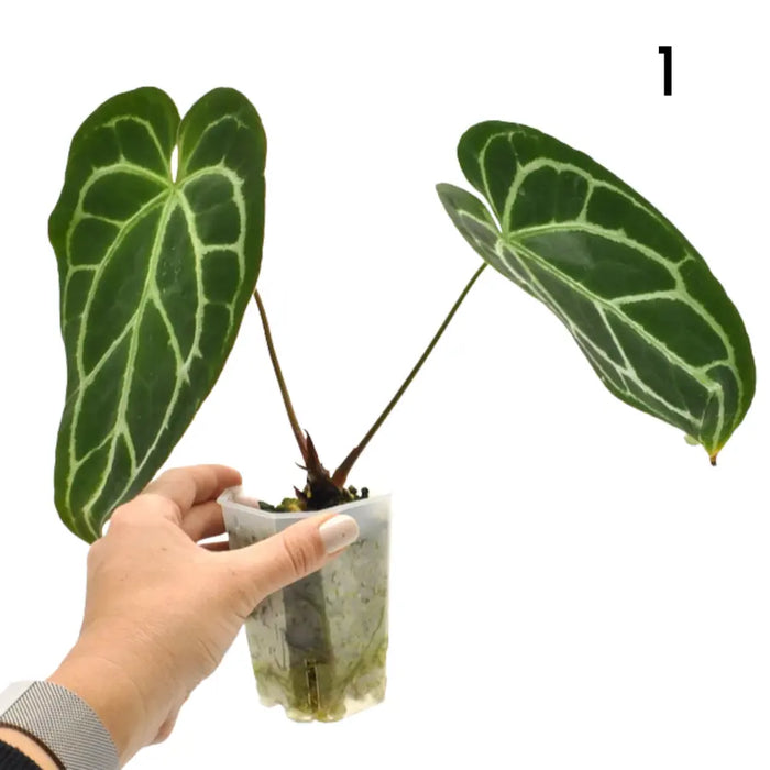 Anthurium Crystallinum x (seed grown)