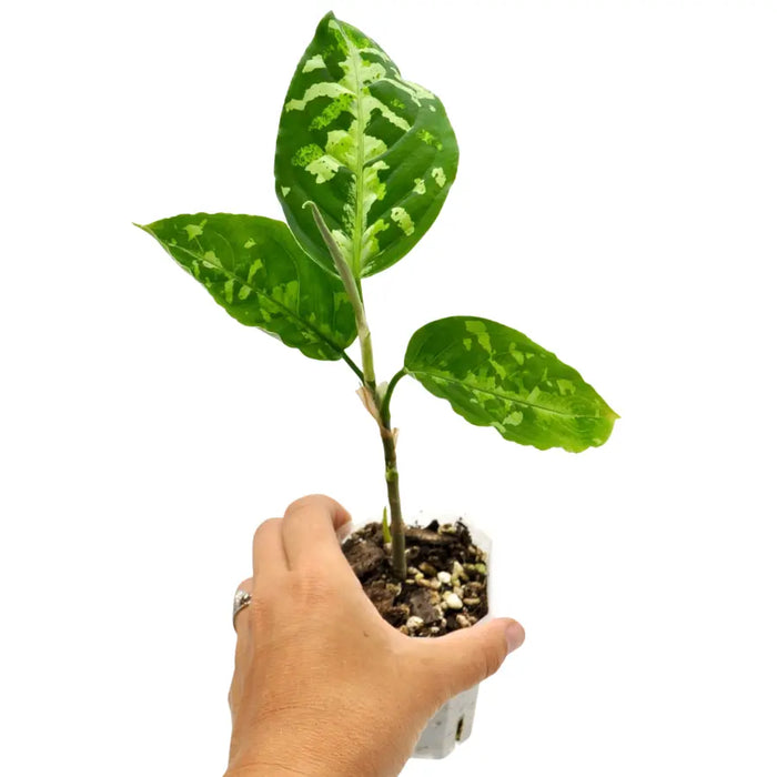 Aglaonema pictum tricolour