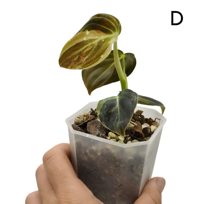 Philodendron melanochrysum variegata