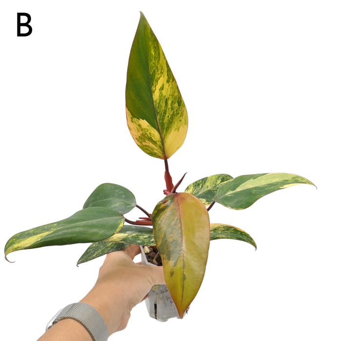 Philodendron Strawberry Shake
