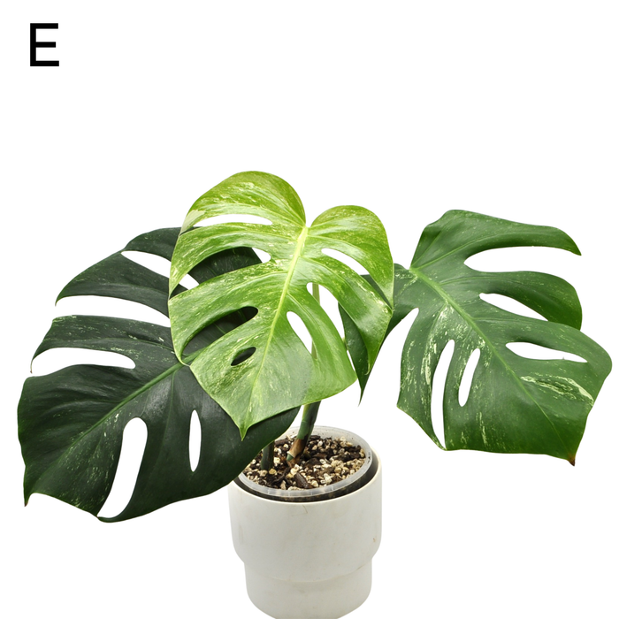 Monstera Borsigiana 'Albo' Variegata (soil)