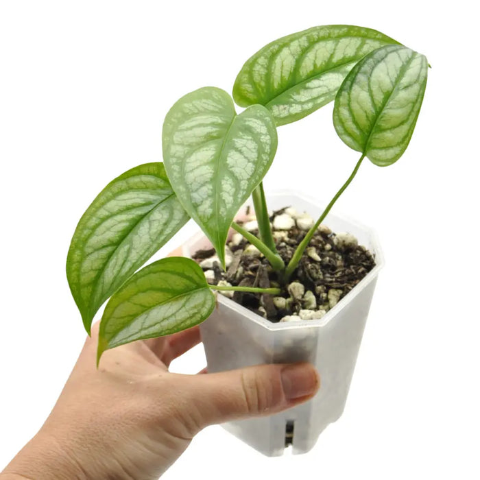Monstera Siltepecana 'El Salvador'