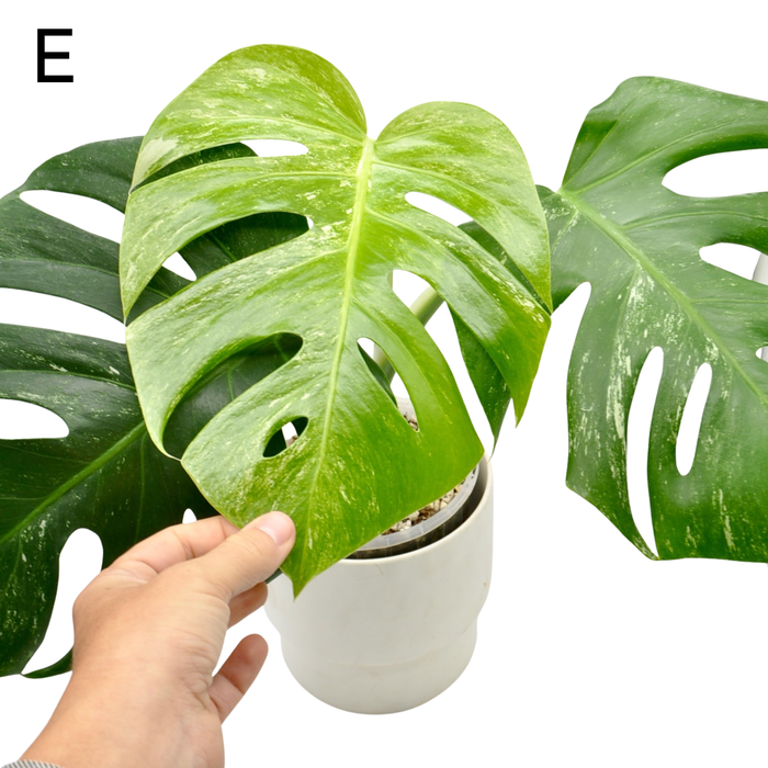 Monstera Borsigiana 'Albo' Variegata (soil)