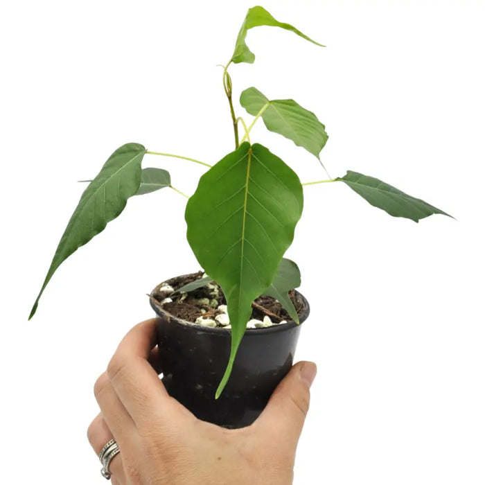 Ficus Religiosa