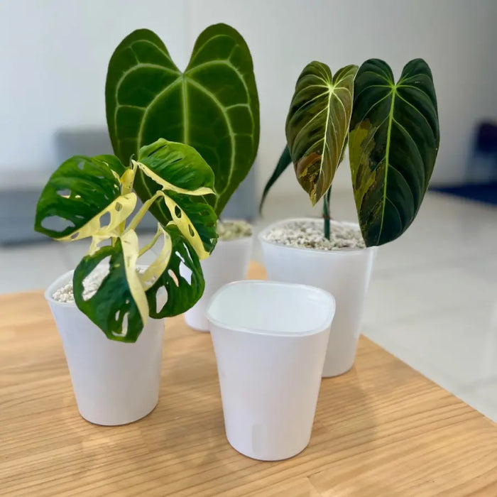 Square Self-Watering Pots with Wick – For Soil or Hydroponics