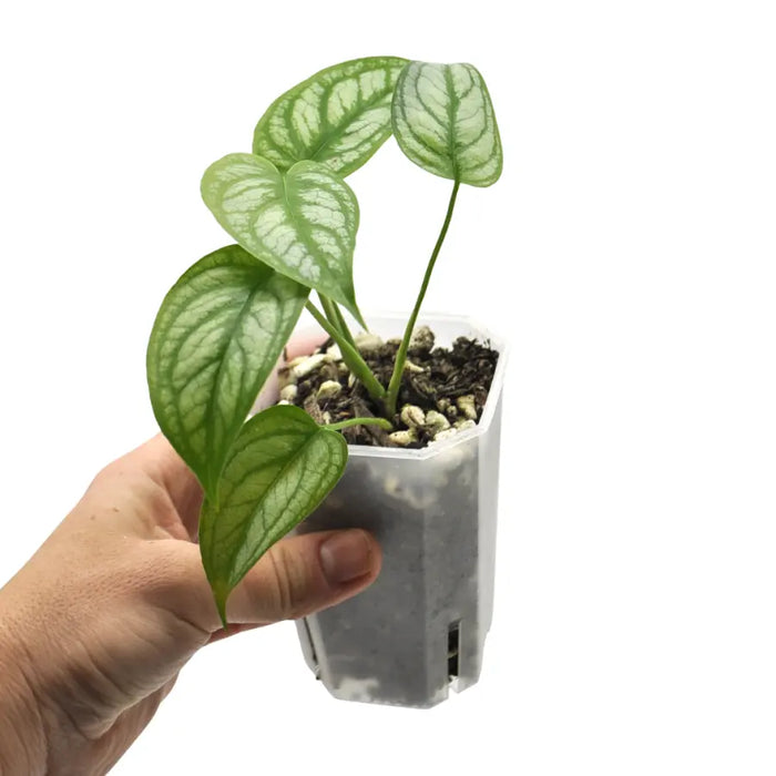 Monstera Siltepecana 'El Salvador'
