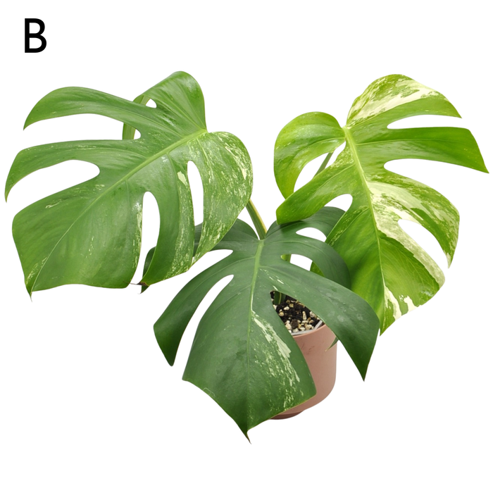 Monstera Borsigiana 'Albo' Variegata (soil)