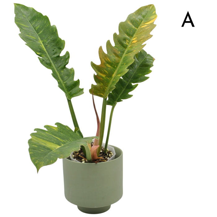 Philodendron Ring of Fire