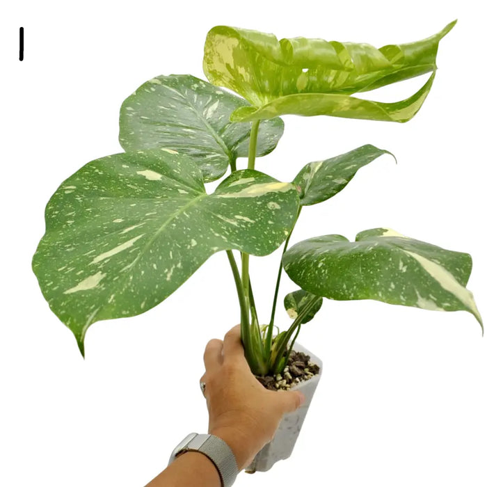 Monstera Deliciosa 'Thai Constellation'