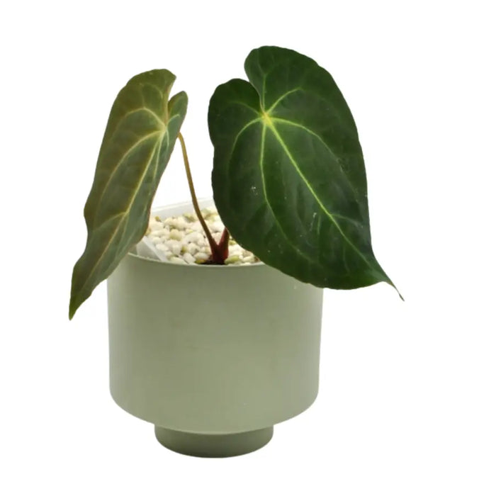 Anthurium Dark Crystallinum x Hoffmannii