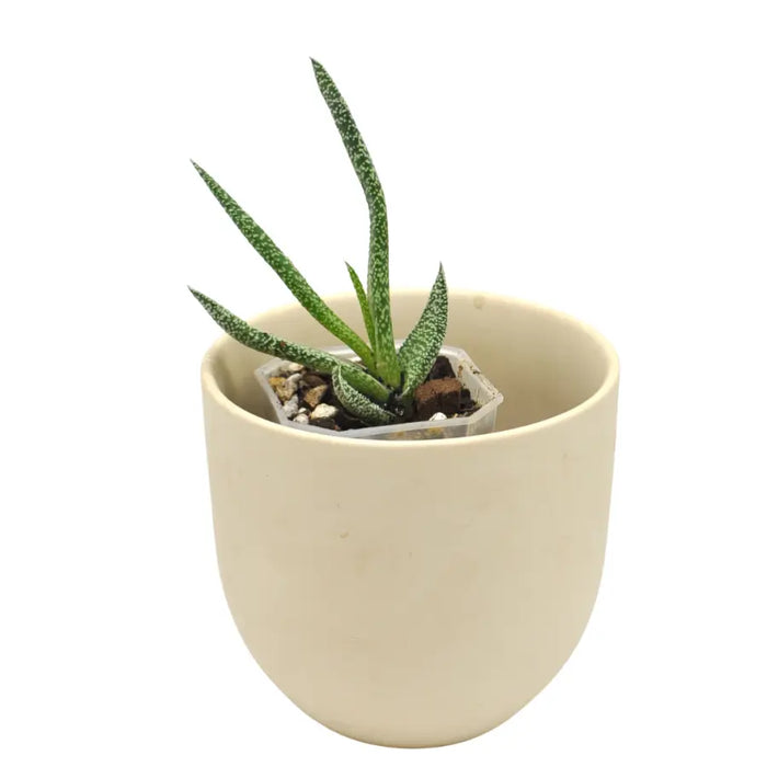 Gasteria verrucosa