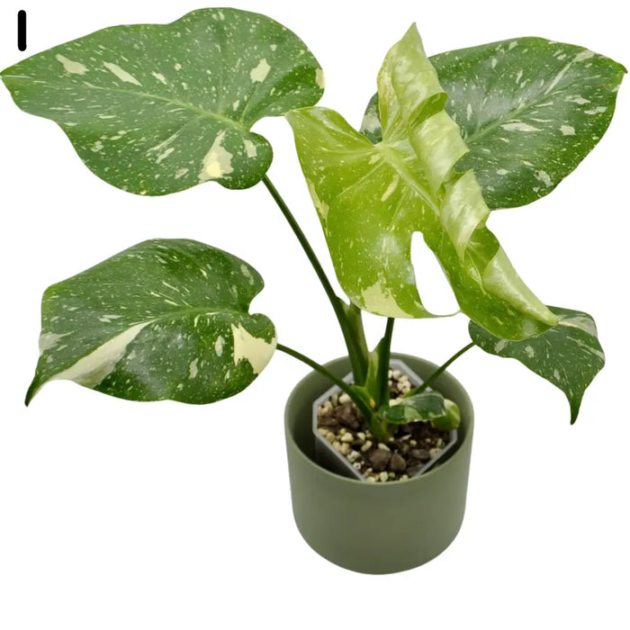 Monstera Deliciosa 'Thai Constellation'