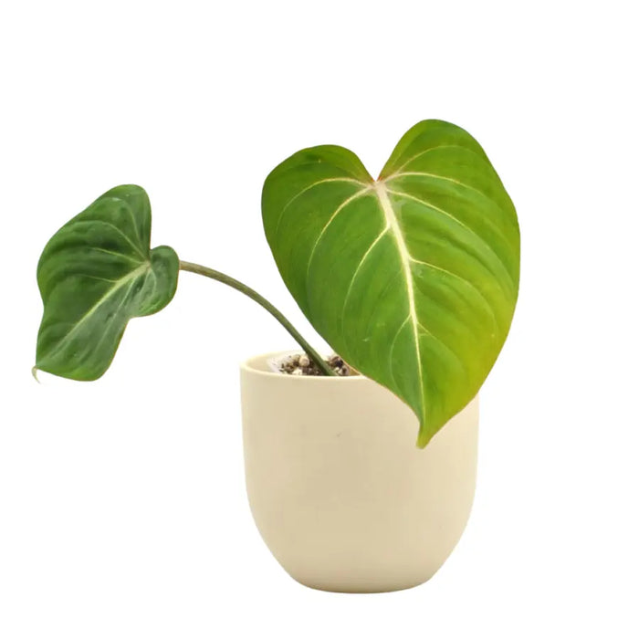 Philodendron Gloriosum