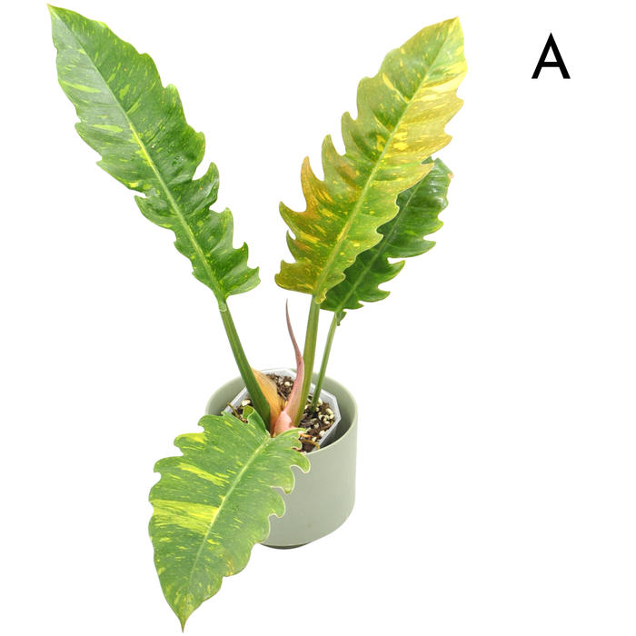 Philodendron Ring of Fire