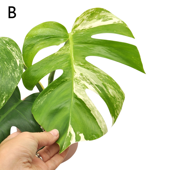 Monstera Borsigiana 'Albo' Variegata (soil)