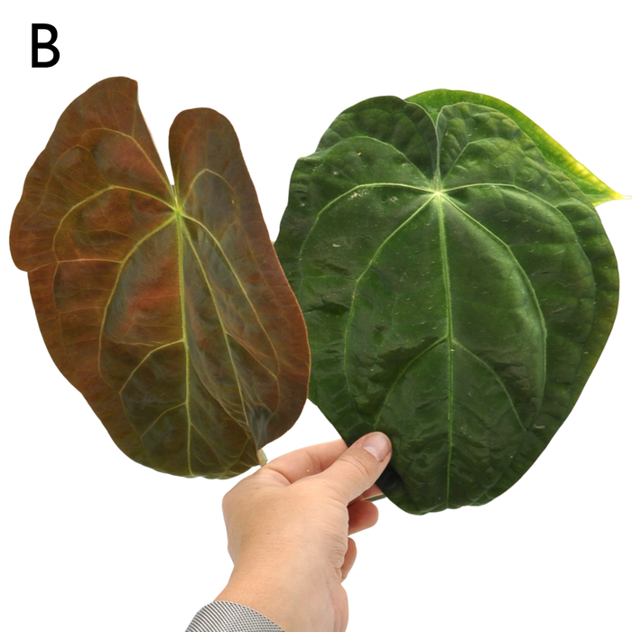 Anthurium Luxurians hybrid