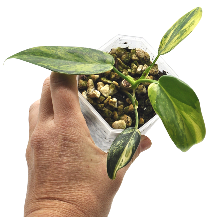 Philodendron Bipennifolium Variegata