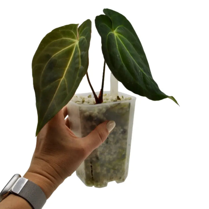 Anthurium Dark Crystallinum x Hoffmannii