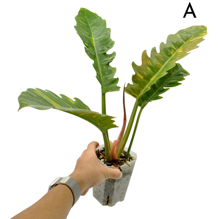 Philodendron Ring of Fire