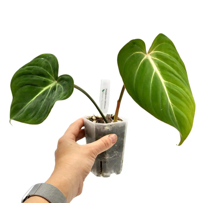 Philodendron Gloriosum