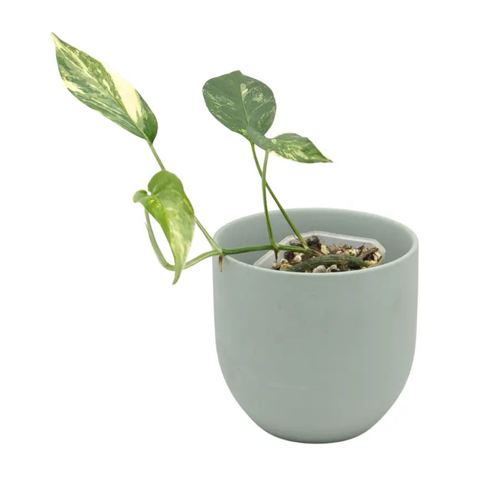Variegated Epipremnum Pinnatum - small