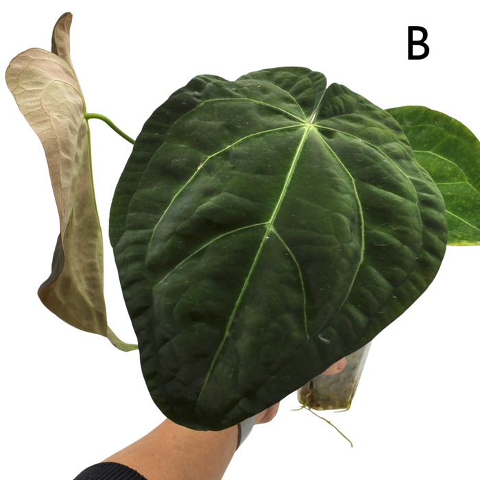 Anthurium Luxurians hybrid