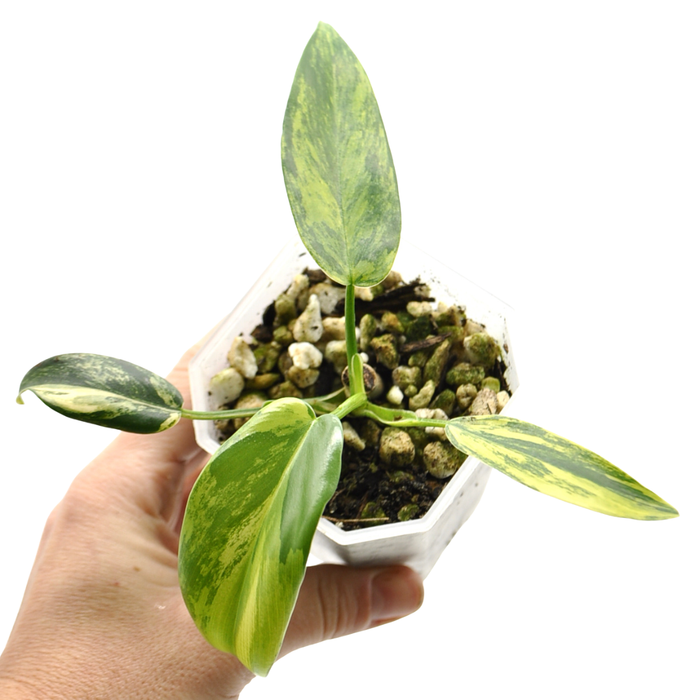 Philodendron Bipennifolium Variegata