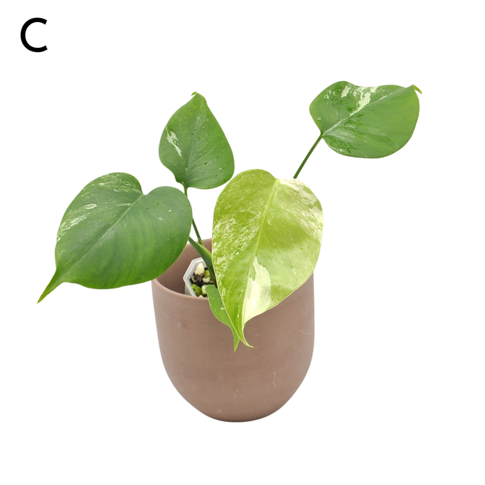 Monstera Borsigiana 'Albo' Variegata (soil)