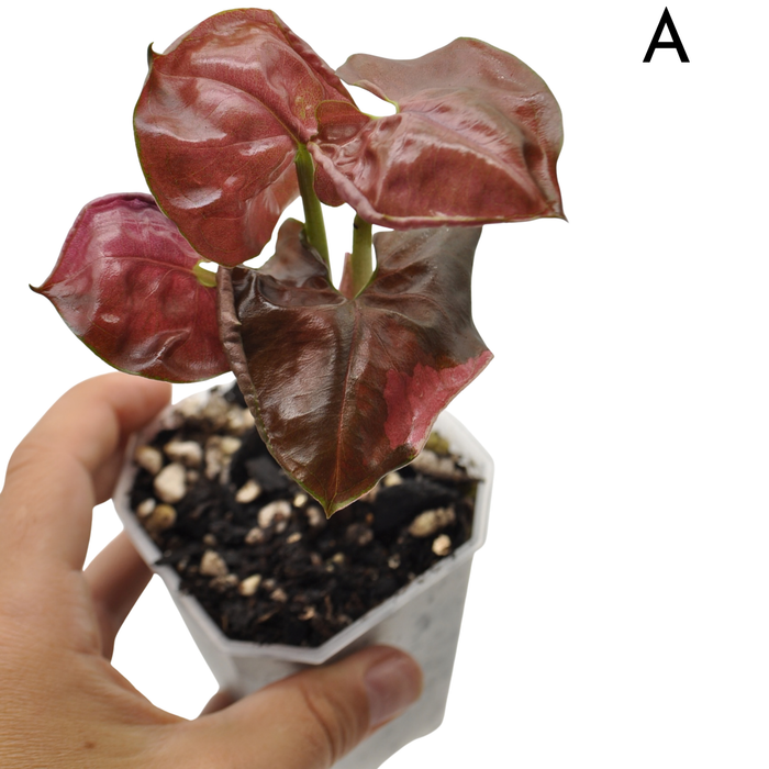 Syngonium Strawberry Ice