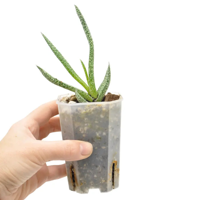 Gasteria verrucosa