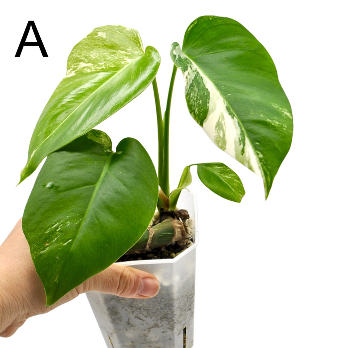 Monstera Borsigiana 'Albo' Variegata (soil)