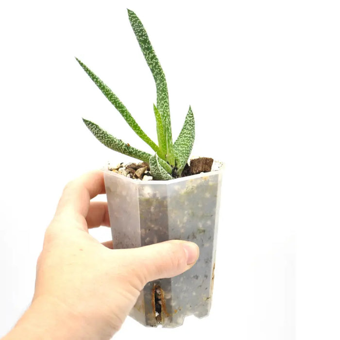 Gasteria verrucosa