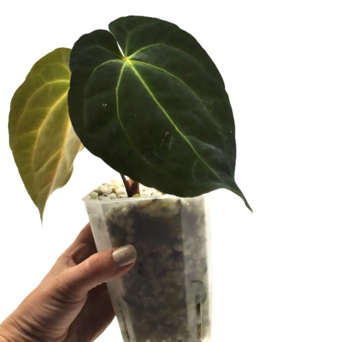 Anthurium Dark Crystallinum x Hoffmannii