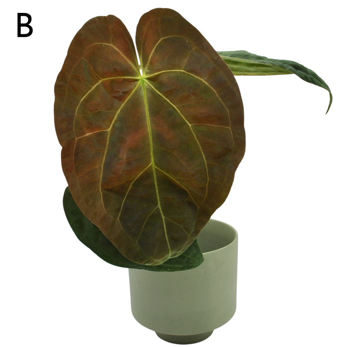 Anthurium Luxurians hybrid