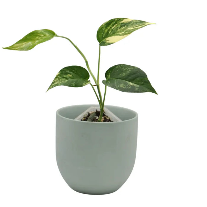 Variegated Epipremnum Pinnatum - small