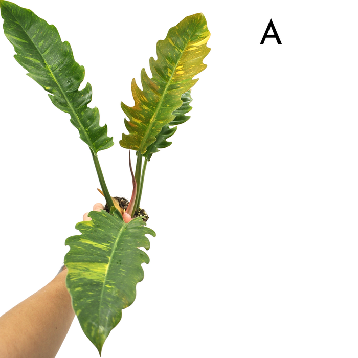 Philodendron Ring of Fire