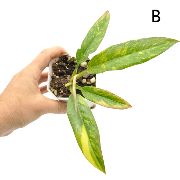 Philodendron Ring of Fire