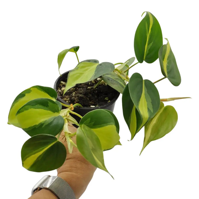 Philodendron Brasil