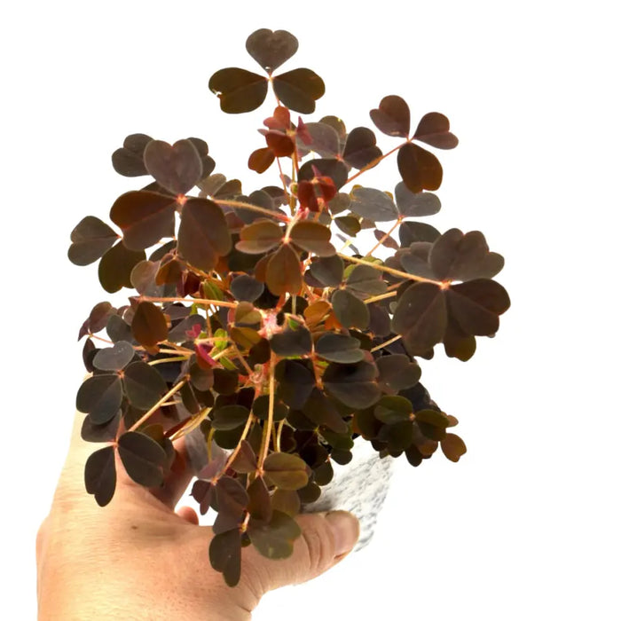 Oxalis Vulcanicola Zinfandel