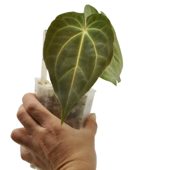 Anthurium Dark Crystallinum x Hoffmannii