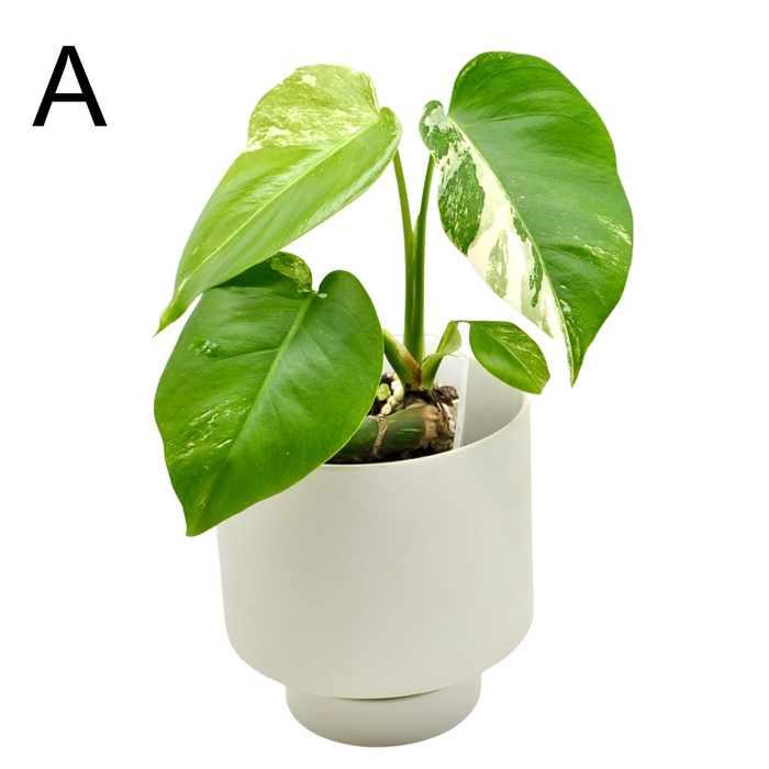 Monstera Borsigiana 'Albo' Variegata (soil)