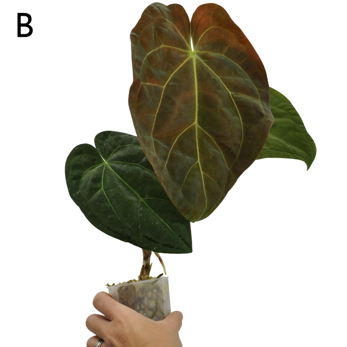 Anthurium Luxurians hybrid