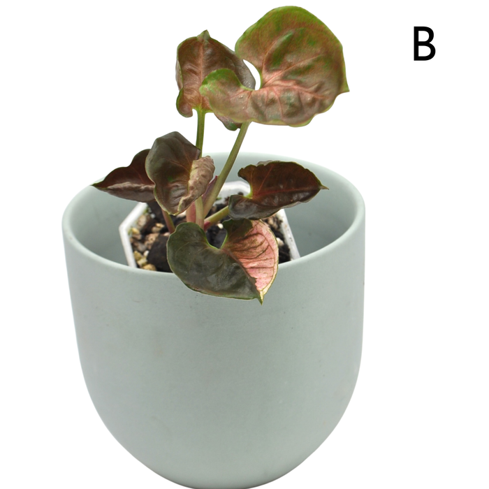 Syngonium Strawberry Ice