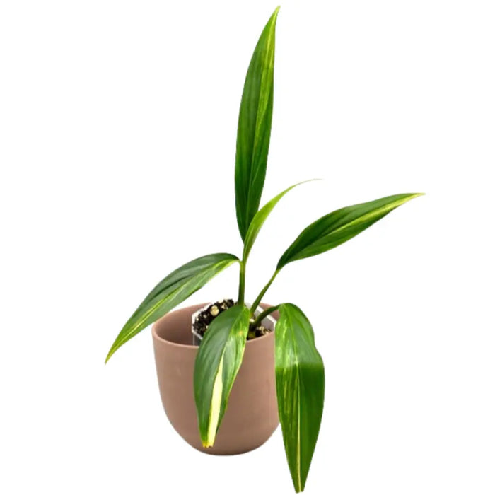 Epipremnum Amplissimum Aurea