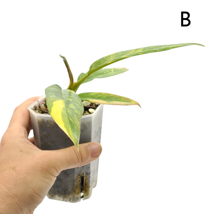 Philodendron Ring of Fire